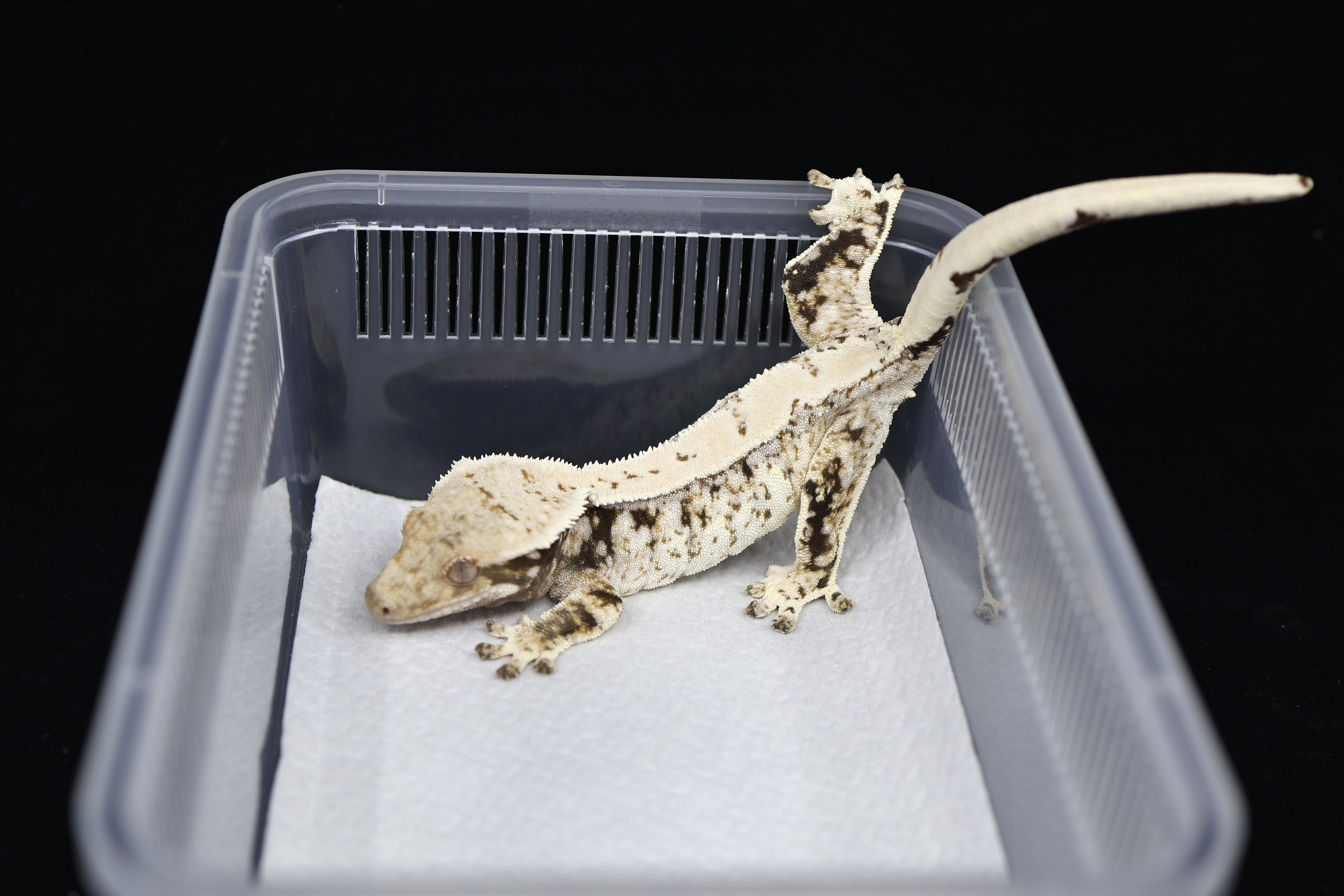 디어렙세종보람점