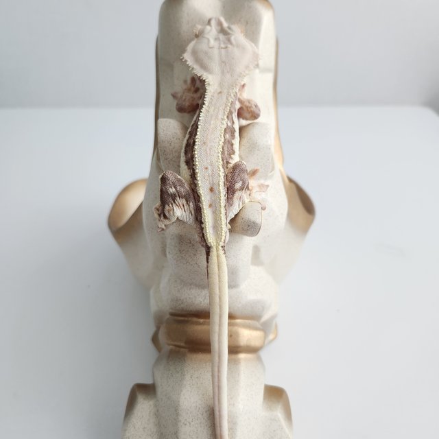 릴리100%헷아잔틱