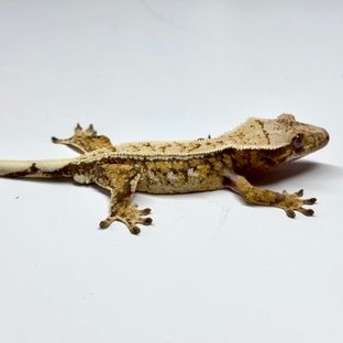 37번