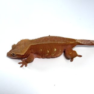 체리