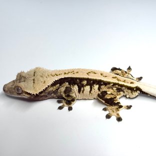 라리