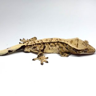 트라이 쿼드 화이트스팟