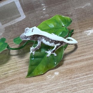 릴잔1번