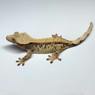 25번