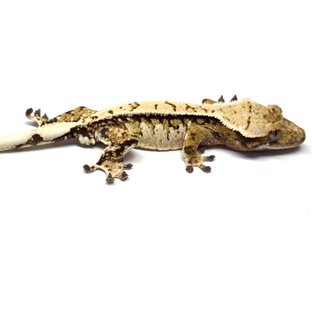 38번