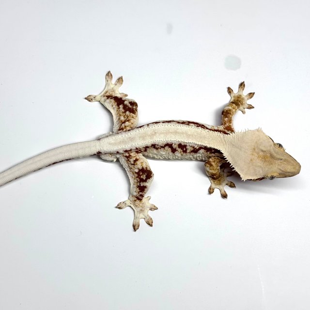 솔리드백 레드 릴리화이트