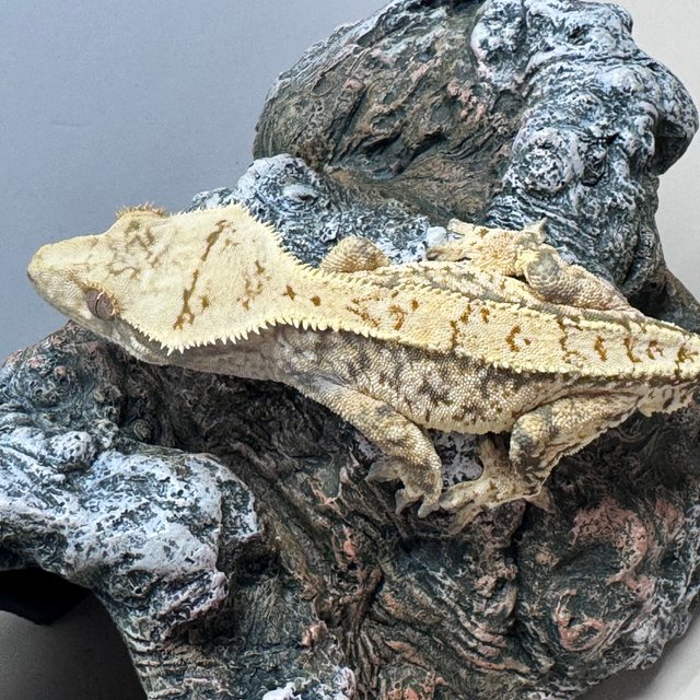 트라이 노멀 쿼드 화이트스팟