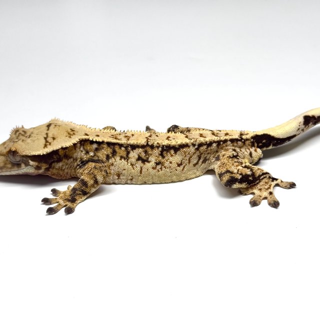 트라이 쿼드 화이트스팟