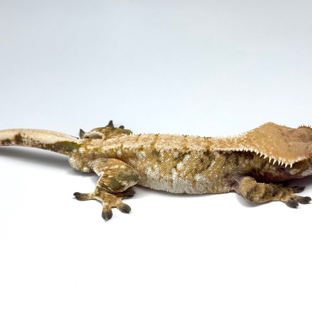 익스트림할리퀸