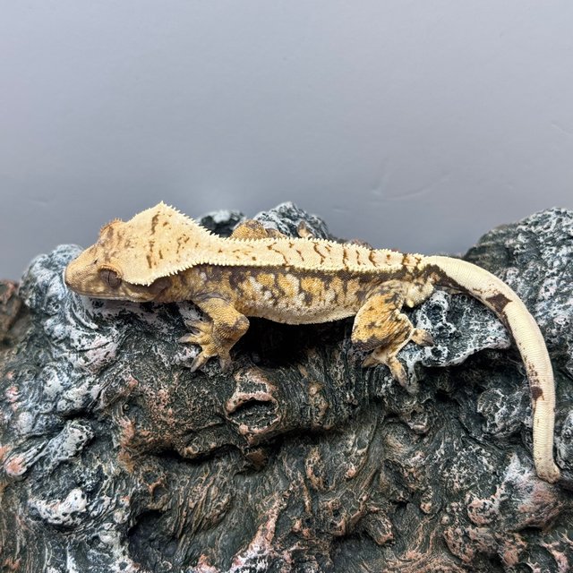 노멀 트라이 쿼드 화이트스팟