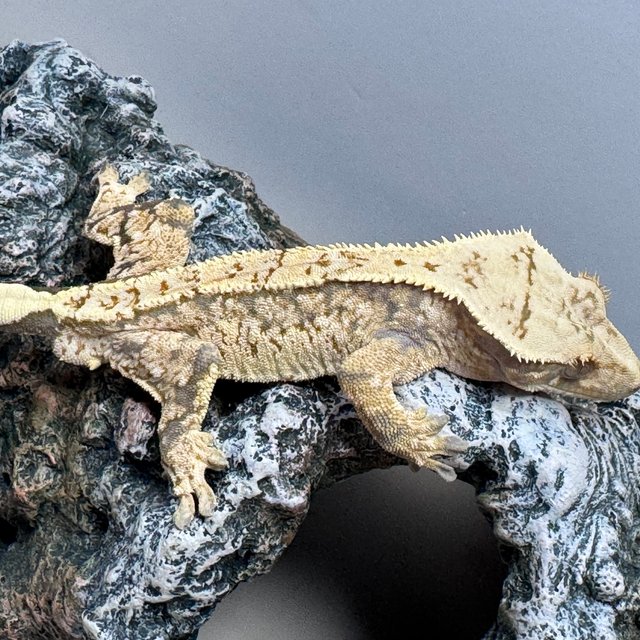 트라이 노멀 쿼드 화이트스팟