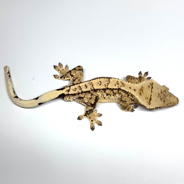 트라이 쿼드 화이트스팟