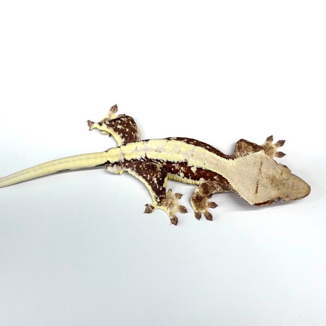 레드 릴리화이트