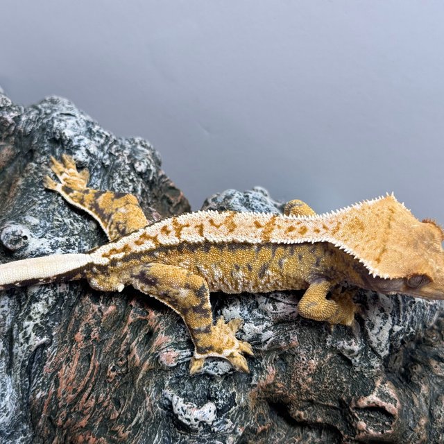 익스트림할리퀸