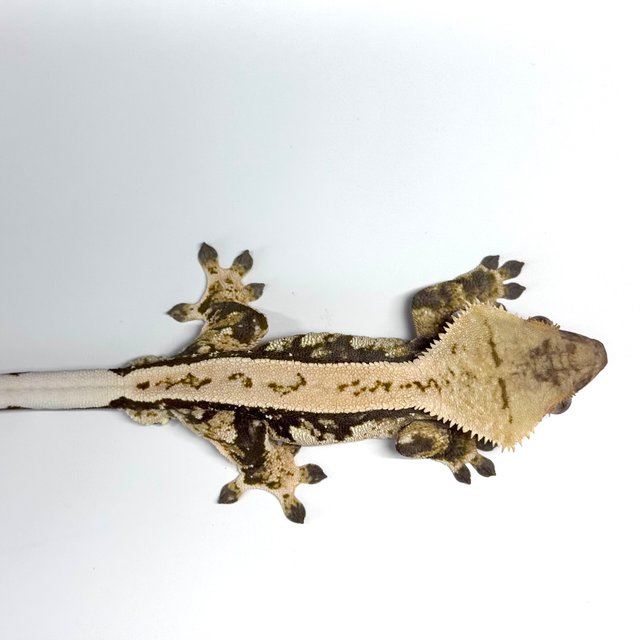 노멀 트라이 풀핀 쿼드 화이트핀