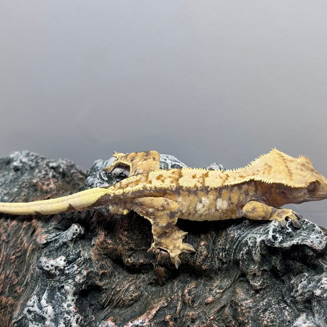 익스트림할리퀸