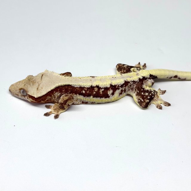 레드 릴리화이트