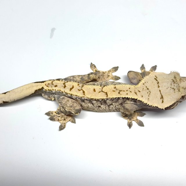 트라이 쿼드 드리피 화이트스팟