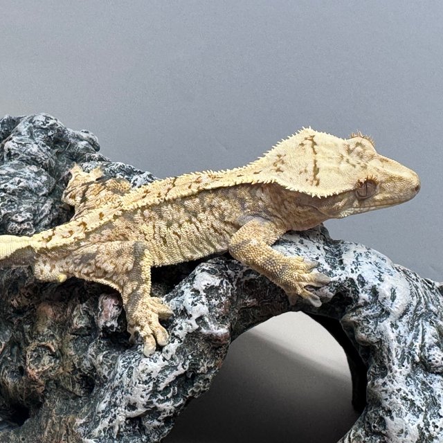 트라이 노멀 쿼드 화이트스팟