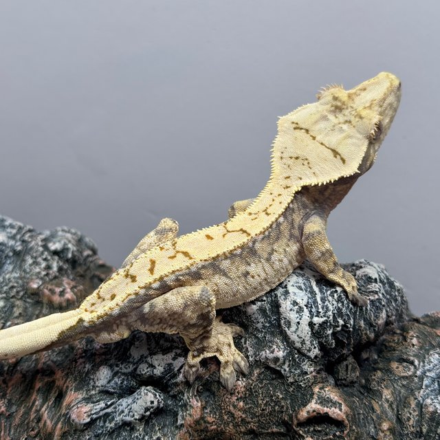 트라이 노멀 드리피 쿼드 화이트스팟