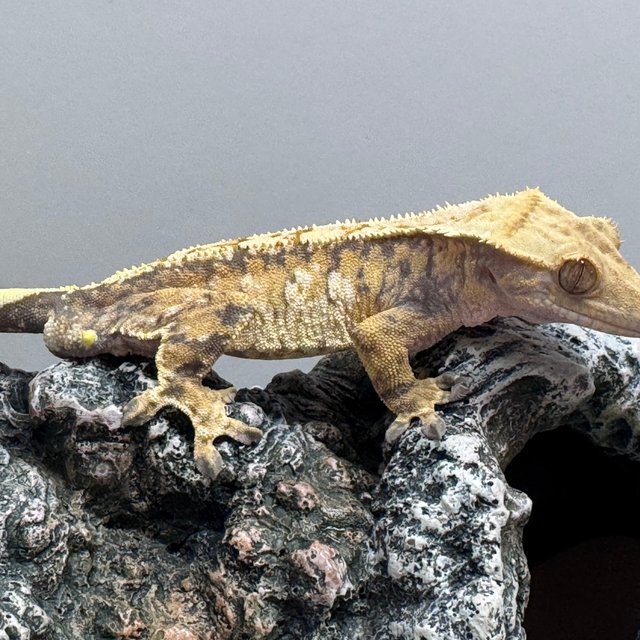 익스트림할리퀸