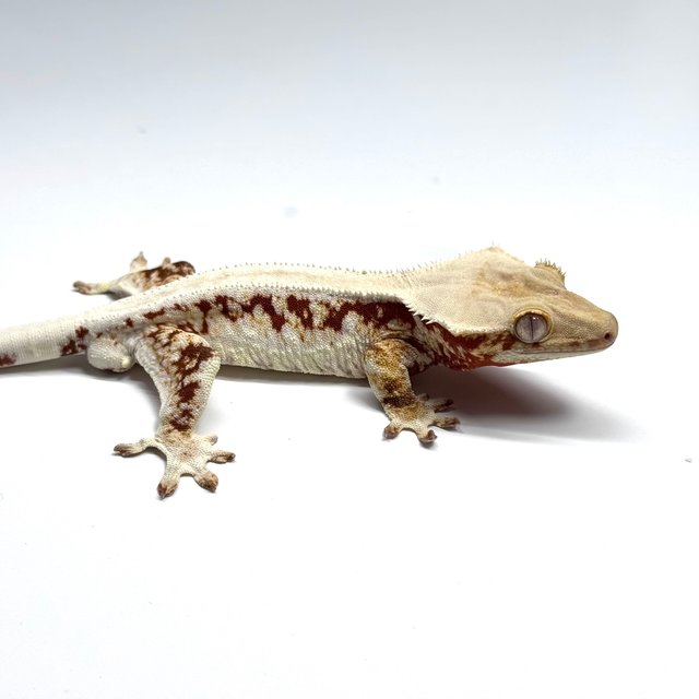 솔리드백 레드 릴리화이트