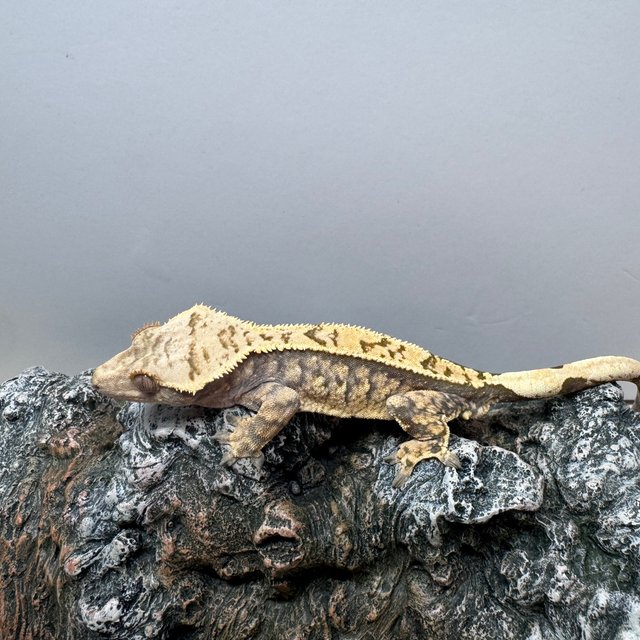 트라이 노멀 화이트스팟