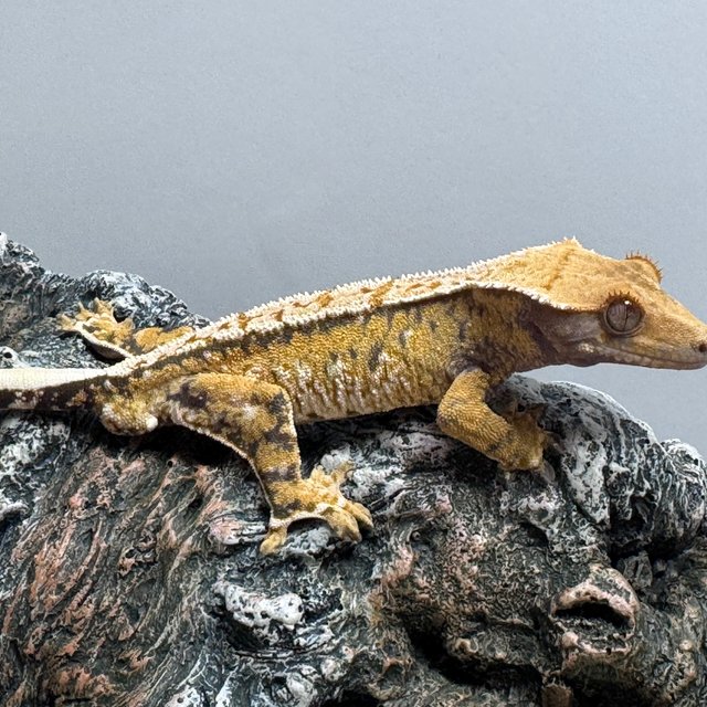 익스트림할리퀸