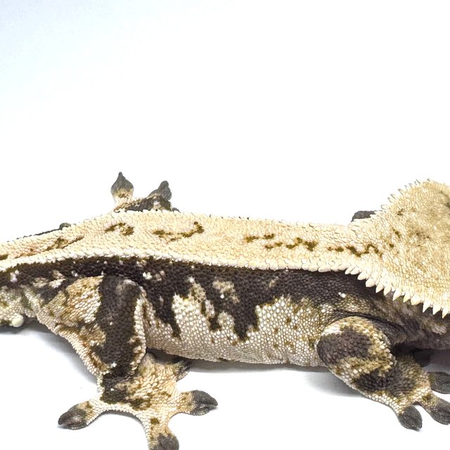 노멀 트라이 풀핀 쿼드 화이트핀