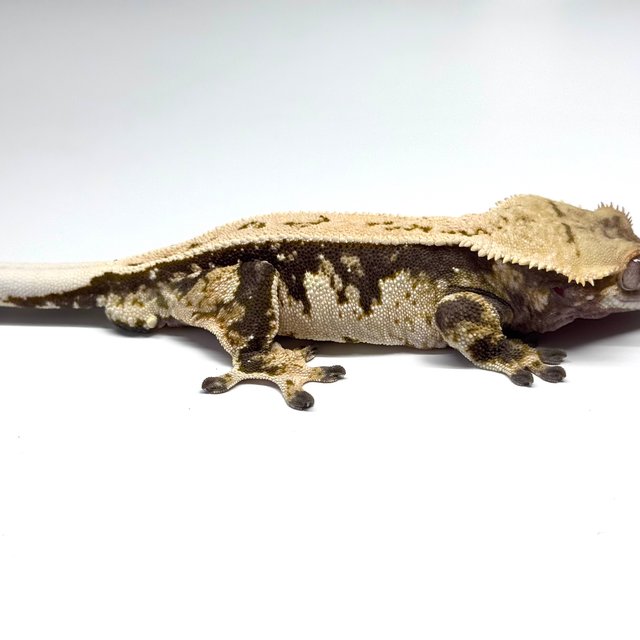 노멀 트라이 풀핀 쿼드 화이트핀