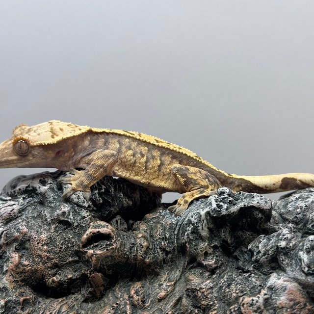 트라이 노멀 화이트스팟