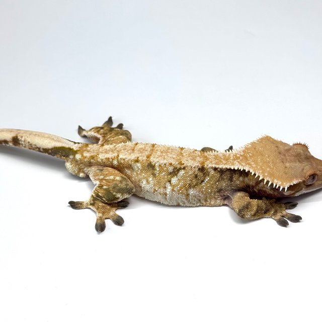 익스트림할리퀸