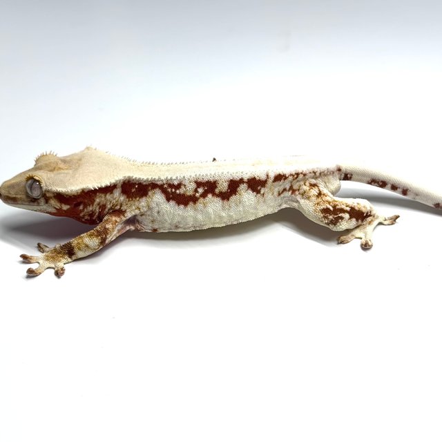 솔리드백 레드 릴리화이트