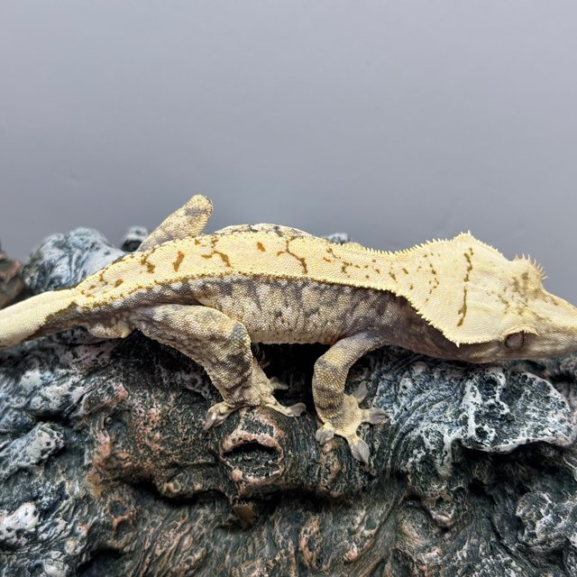 트라이 노멀 드리피 쿼드 화이트스팟