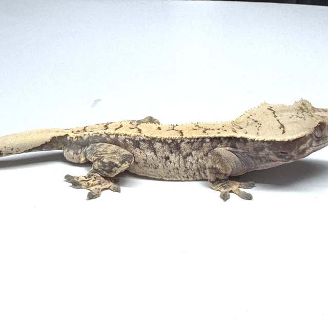 트라이 쿼드 드리피 화이트스팟