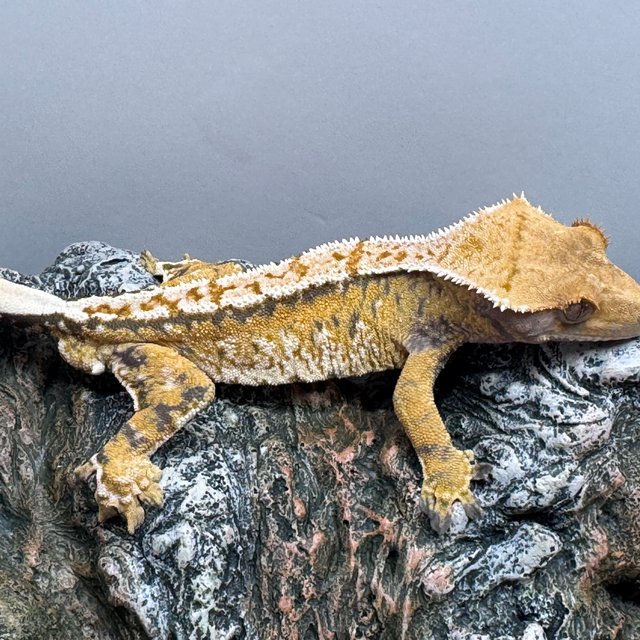 익스트림할리퀸