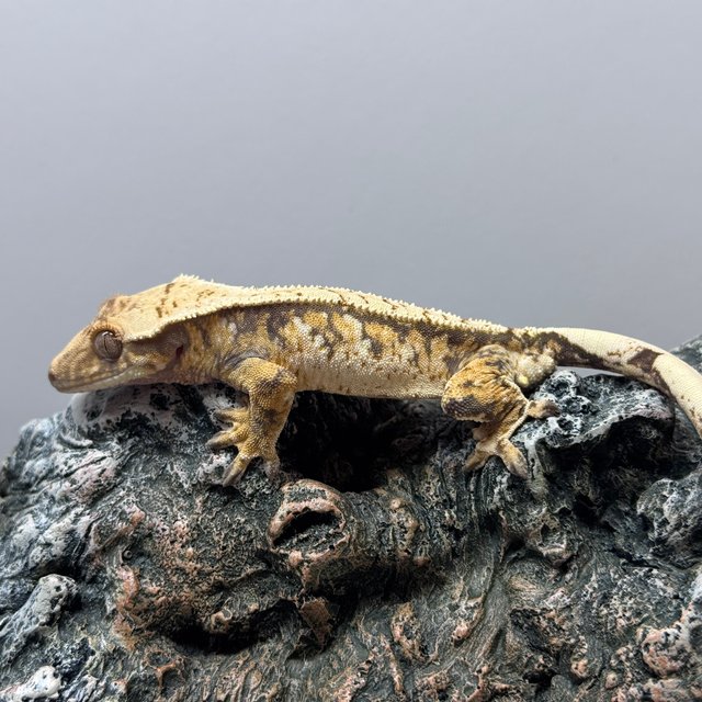 노멀 트라이 쿼드 화이트스팟