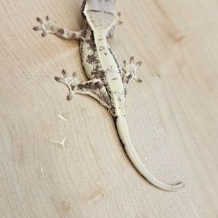 프라푸치노