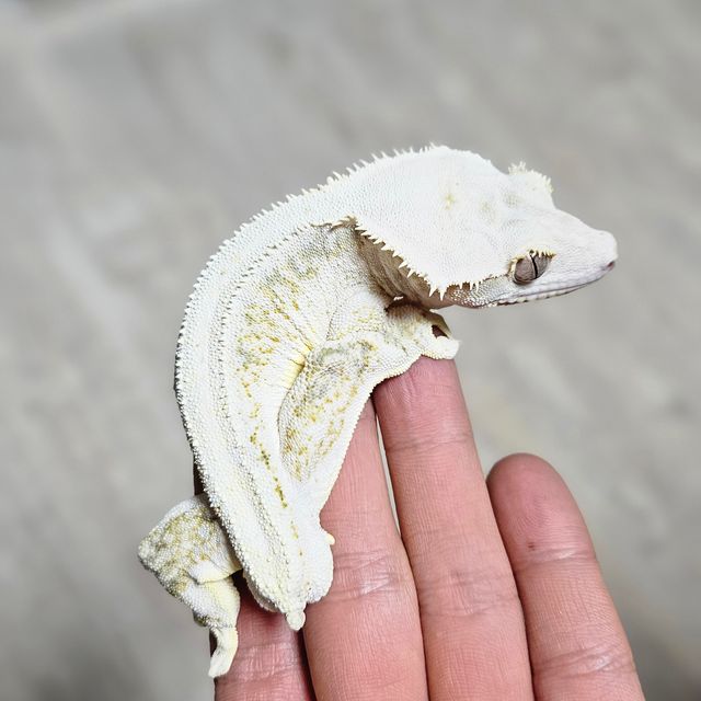 릴리화이트