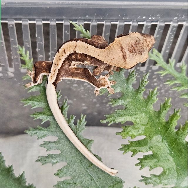 노멀