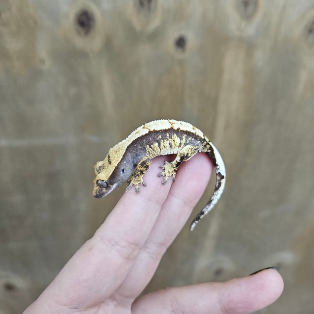 100%헷아잔틱