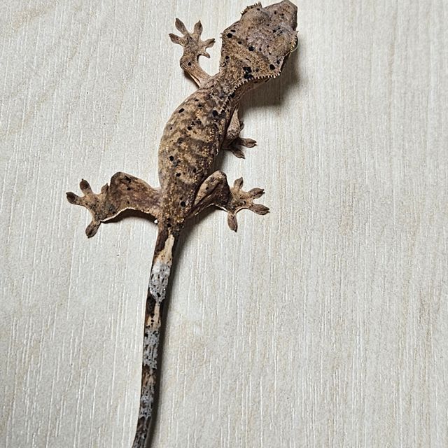 슈퍼달마시안