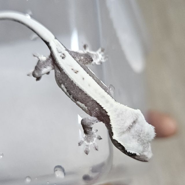 릴잔틱