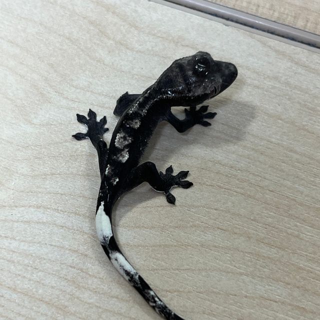 아잔틱