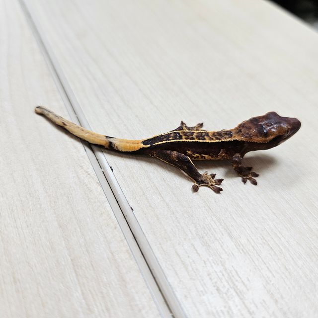노멀 엠티백 다크
