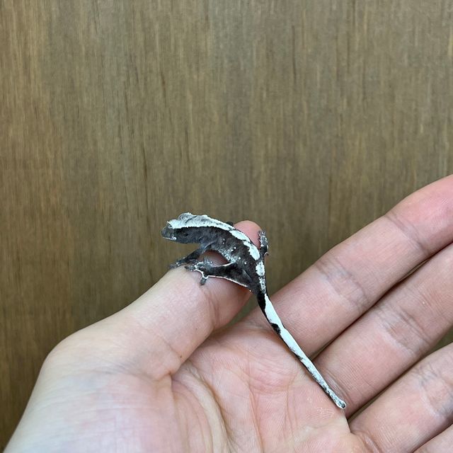 아잔틱