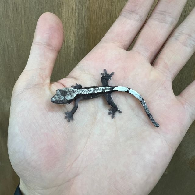 아잔틱