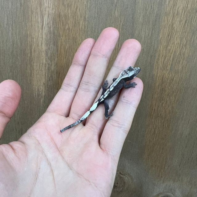 아잔틱