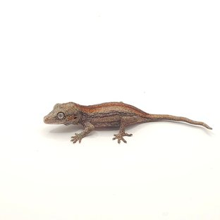 레드 오렌지 스트라이프