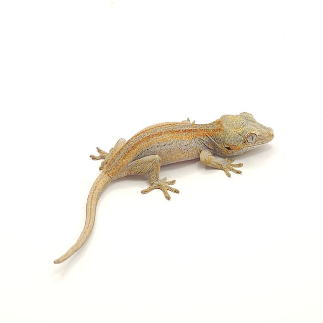 레드 오렌지 스트라이프